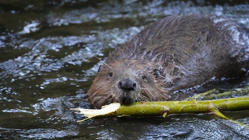 Castor dans l'eau qui transporte une branche.