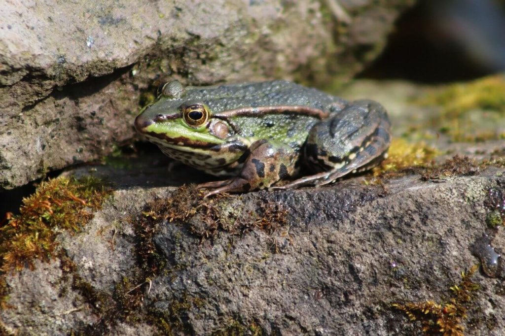 Grenouille sur un rocher
