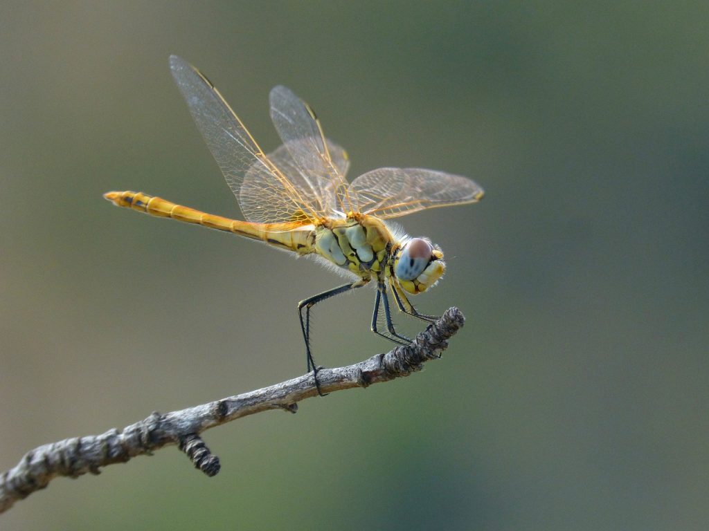 Libellule sur une branche