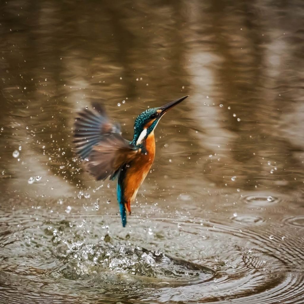 Martin pêcheur qui vole au dessus de l'eau.