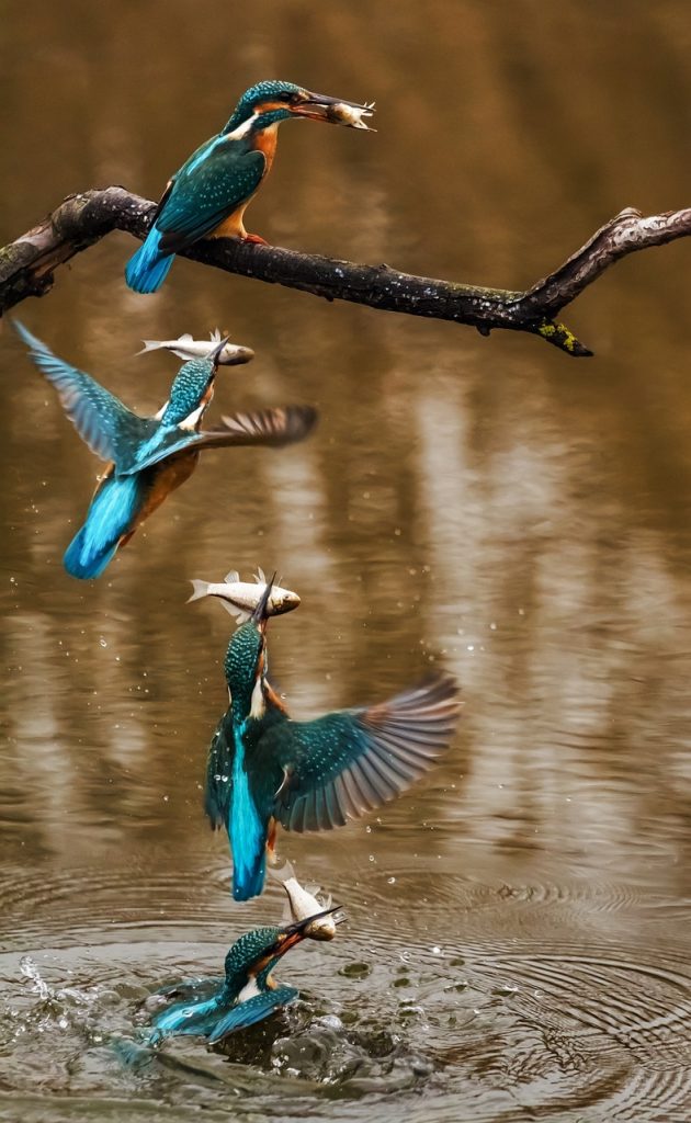 Martins pêcheurs avec des poissons dans le bec.
