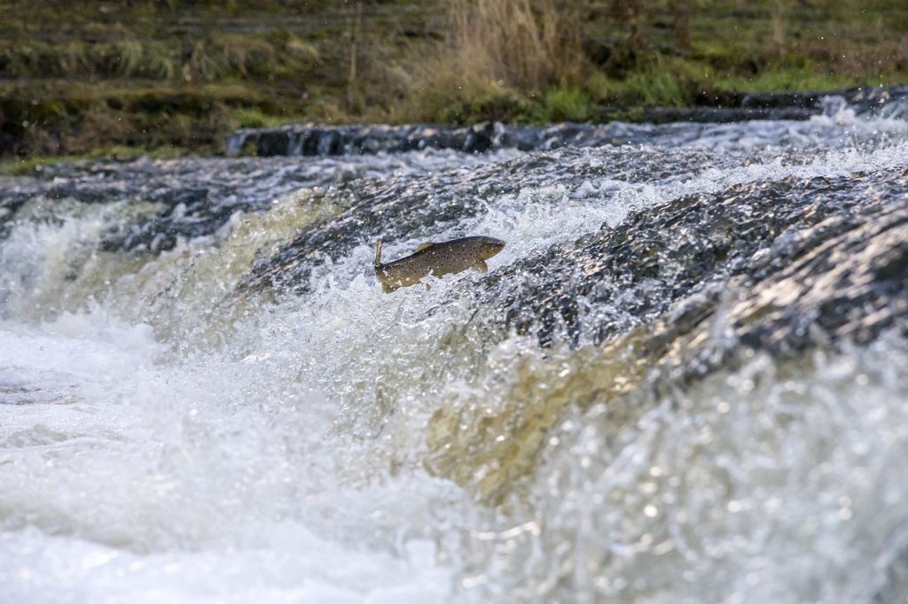 Une truite qui remonte la rivière. 